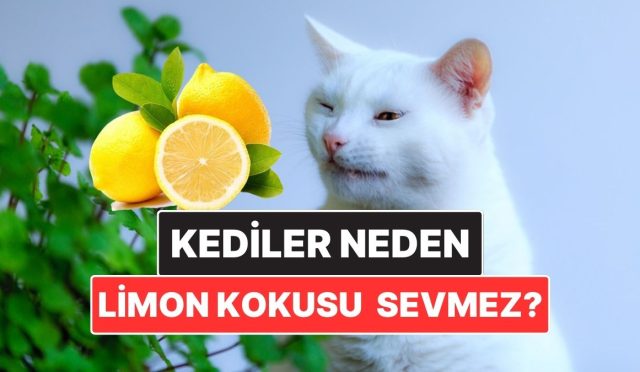 kediler-neden-narenciye-kokusundan-nefret-eder-BZ6MfKDF.jpg