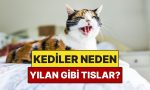 kediler-neden-tipki-yilanlar-uzere-tislar-2P3bYlyG.jpg