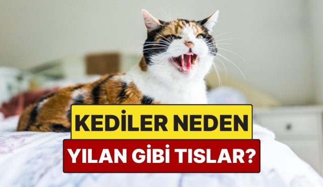 kediler-neden-tipki-yilanlar-uzere-tislar-2P3bYlyG.jpg