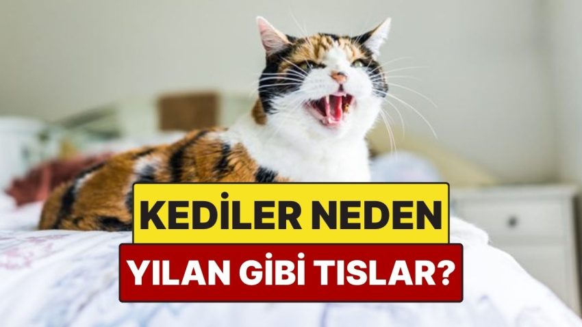 Kediler Neden Tıpkı Yılanlar Üzere Tıslar?