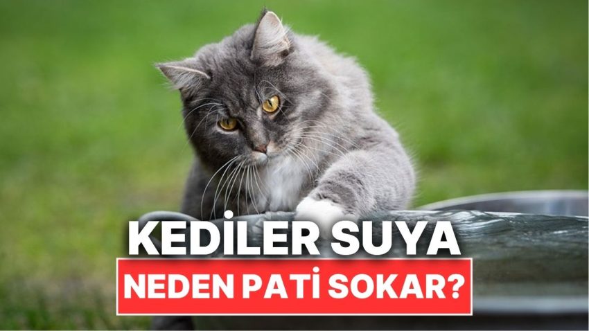 Kediler Su İçmeden Evvel Neden Patilerini Suya Sokar?