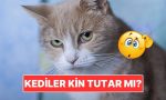 kediler-tipki-beserler-uzere-kin-meblag-mi-IgZ42T7Q.jpg