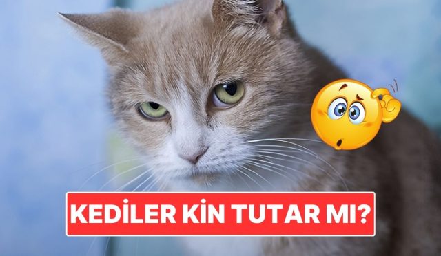 kediler-tipki-beserler-uzere-kin-meblag-mi-IgZ42T7Q.jpg