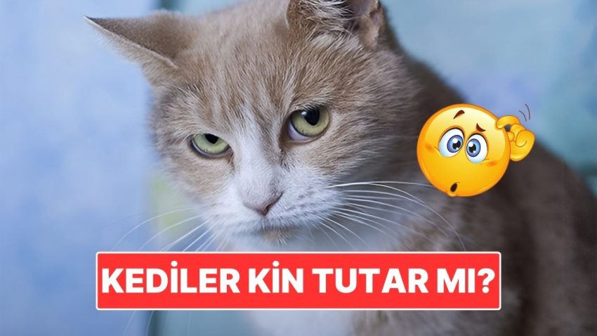 Kediler Tıpkı Beşerler Üzere Kin Meblağ mı?