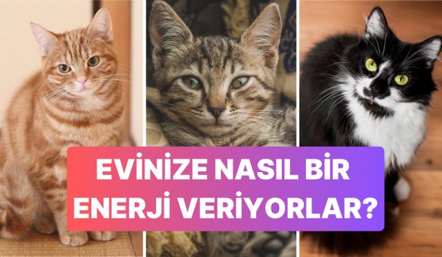 kediler-tuy-renklerine-nazaran-konutumuzun-gucunu-nasil-etkiliyor-ibGM2iFG.jpg