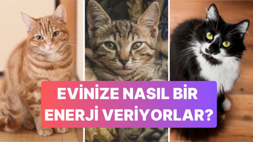 Kediler Tüy Renklerine Nazaran Konutumuzun Gücünü Nasıl Etkiliyor?