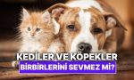 kediler-ve-kopekler-sahiden-birbirlerini-sevmez-mi-Rn9uQlXi.jpg
