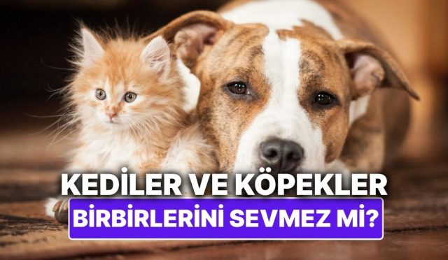 kediler-ve-kopekler-sahiden-birbirlerini-sevmez-mi-Rn9uQlXi.jpg