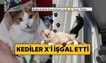 kediler-xi-isgal-etti-internetin-gercek-sahipleri-kediler-fotograflariyla-toplumsal-medyada-firtina-uzere-esti-7RFChHGQ.jpg