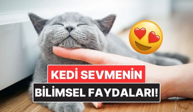 kedileri-sevmenin-bilimsel-olarak-kanitlanmis-yararlari-PWsIgwx3.jpg