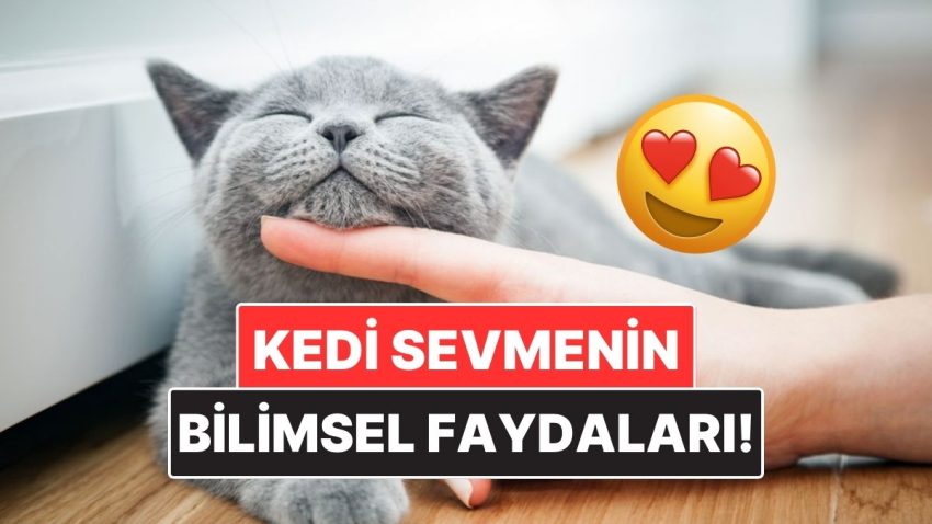 Kedileri Sevmenin Bilimsel Olarak Kanıtlanmış Yararları
