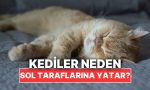 kedilerin-daima-sol-taraflarina-yatmasinin-varsayim-edemeyeceginiz-sebebi-BHmQif23.jpg