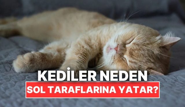 kedilerin-daima-sol-taraflarina-yatmasinin-varsayim-edemeyeceginiz-sebebi-BHmQif23.jpg
