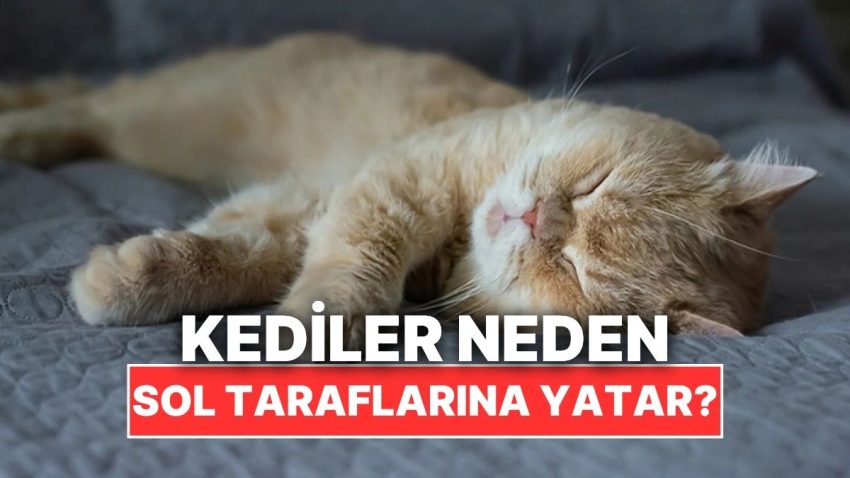 Kedilerin Daima Sol Taraflarına Yatmasının Varsayım Edemeyeceğiniz Sebebi