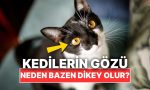 kedilerin-goz-bebekleri-neden-bazen-dikey-oluyor-yipmPzzb.jpg