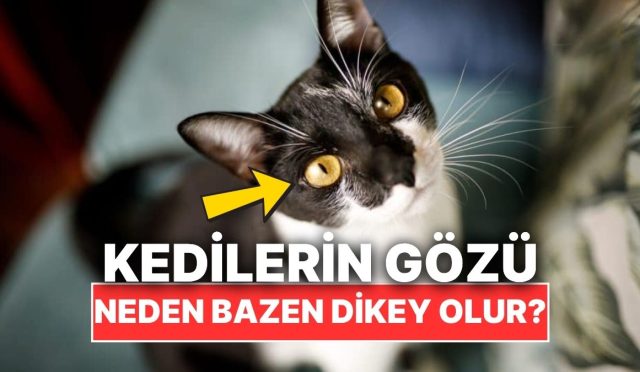 kedilerin-goz-bebekleri-neden-bazen-dikey-oluyor-yipmPzzb.jpg