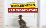 kedilerin-kapi-esiginde-yatmasinin-sasirtan-sebepleri-9UxbrgcS.jpg