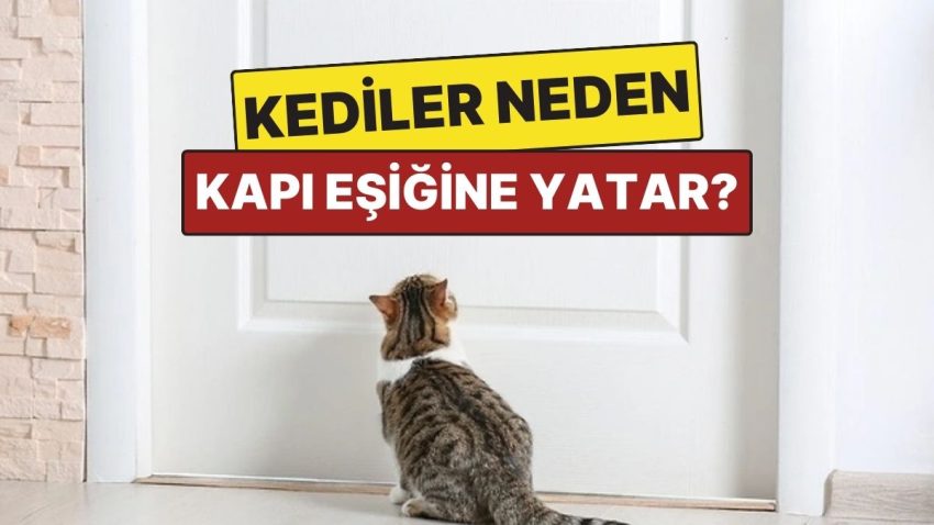 Kedilerin Kapı Eşiğinde Yatmasının Şaşırtan Sebepleri