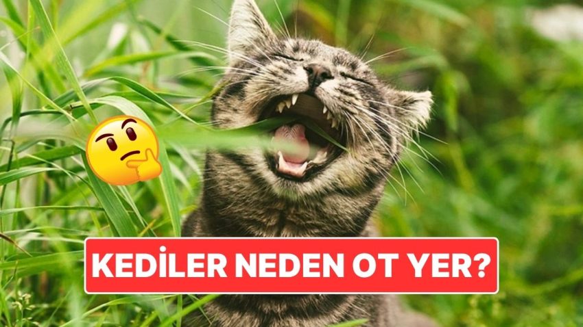 Kedilerin Ot Yemesinin Arkasındaki Farklı Sebep