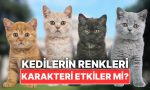kedilerin-tuy-renkleri-karakterlerini-tesirler-mi-67pC3mZb.jpg