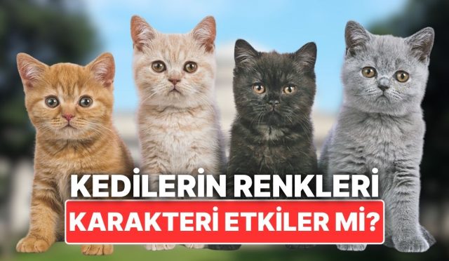kedilerin-tuy-renkleri-karakterlerini-tesirler-mi-67pC3mZb.jpg