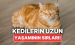 kedinizin-uzun-yillar-yasamasini-istiyorsaniz-yapabileceginiz-seyler-bAOrK2r1.jpg