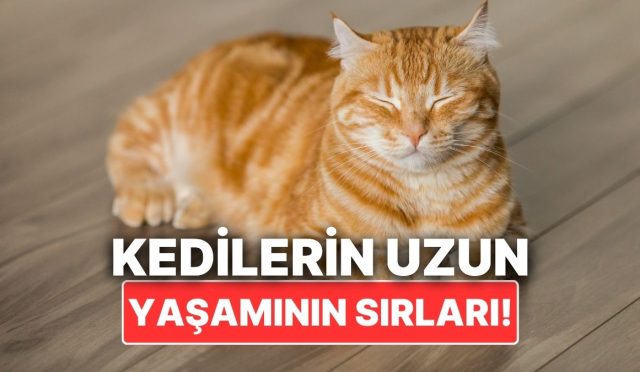kedinizin-uzun-yillar-yasamasini-istiyorsaniz-yapabileceginiz-seyler-bAOrK2r1.jpg