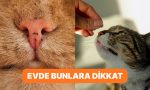 kedisini-seven-bunu-yapmaz-tuylu-dostlarimizin-dayanamadigi-kokular-VS9l5Nj8.jpg