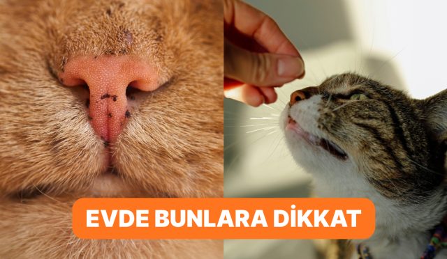 kedisini-seven-bunu-yapmaz-tuylu-dostlarimizin-dayanamadigi-kokular-VS9l5Nj8.jpg