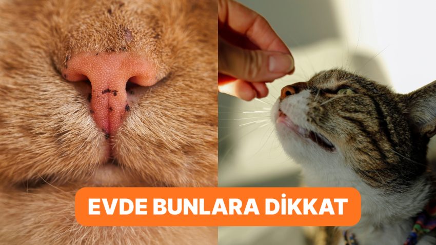 Kedisini Seven Bunu Yapmaz! Tüylü Dostlarımızın Dayanamadığı Kokular