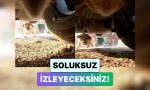 kediye-kamera-takan-icerik-ureticisi-kedinin-sokak-kopekleri-ile-caba-ettigi-anlari-paylasti-NvkAB5Xu.jpg