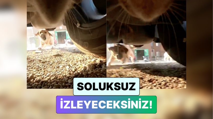 Kediye Kamera Takan İçerik Üreticisi Kedinin Sokak Köpekleri ile Çaba Ettiği Anları Paylaştı