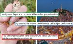 kene-savasina-katilan-yavru-keklikten-lahmacuna-benzeyen-hirvatistana-son-24-saatin-viral-tweetleri-QATKiFks.jpg