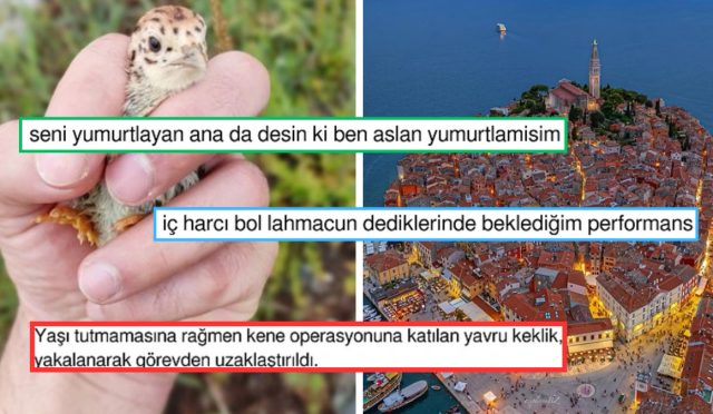 kene-savasina-katilan-yavru-keklikten-lahmacuna-benzeyen-hirvatistana-son-24-saatin-viral-tweetleri-QATKiFks.jpg