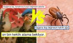 kenelerle-ugras-icin-var-gucleriyle-calisan-keklikler-toplumsal-medyada-bir-defa-daha-dayanak-topladi-sRsZ5yin.jpg