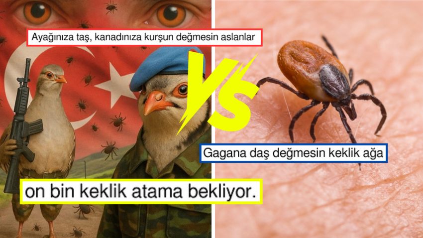 Kenelerle Uğraş İçin Var Güçleriyle Çalışan Keklikler Toplumsal Medyada Bir Defa Daha Dayanak Topladı