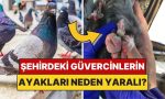 kentlerdeki-birden-fazla-guvercinin-ayagi-neden-yarali-ya-da-parmagi-eksik-YAtC8wfj.jpg