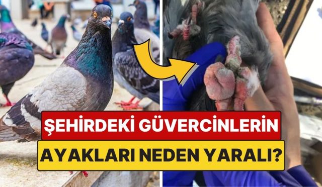 kentlerdeki-birden-fazla-guvercinin-ayagi-neden-yarali-ya-da-parmagi-eksik-YAtC8wfj.jpg