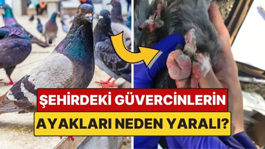 Kentlerdeki Birden fazla Güvercinin Ayağı Neden Yaralı Ya da Parmağı Eksik?