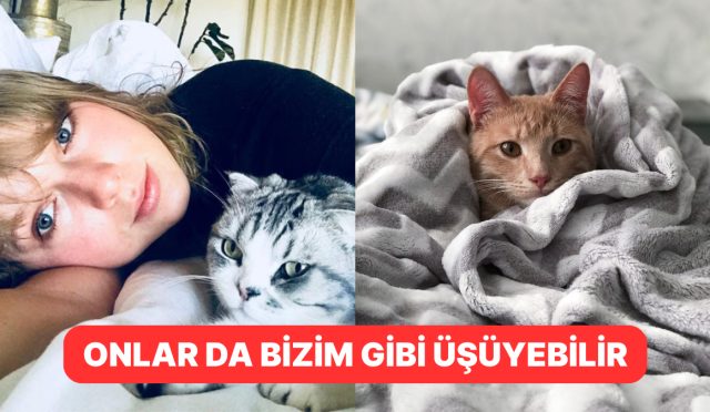 kis-kapidayken-kedinizi-sicacik-tutmak-icin-dikkat-etmeniz-gerekenler-ef997s46.jpg
