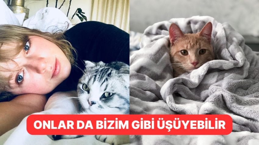 Kış Kapıdayken Kedinizi Sıcacık Tutmak İçin Dikkat Etmeniz Gerekenler