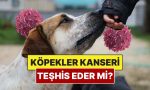 kopekler-kanser-olan-bir-insani-anlayabilir-mi-8uwtyruB.jpg