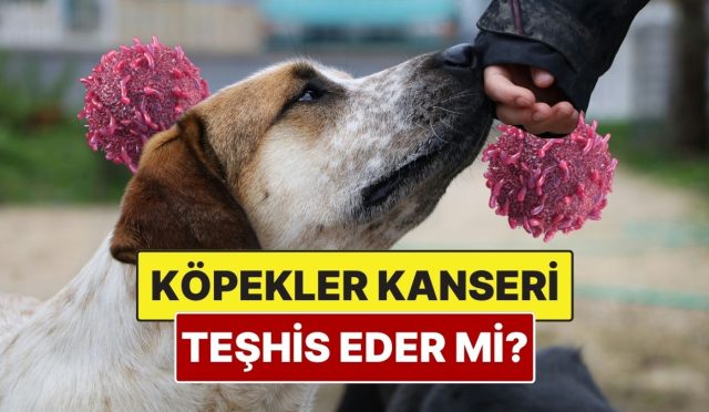 kopekler-kanser-olan-bir-insani-anlayabilir-mi-8uwtyruB.jpg