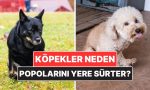 kopekler-neden-bazen-popolarini-yere-surter-2remF64f.jpg