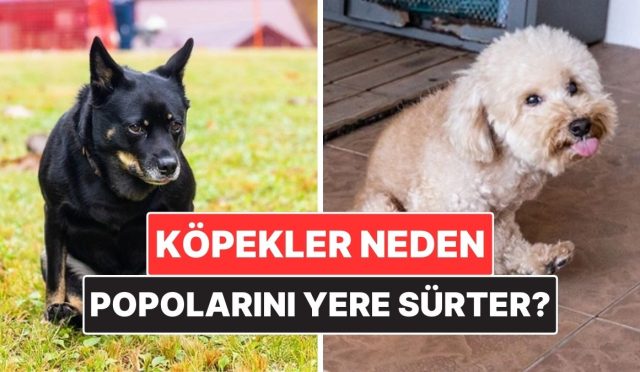 kopekler-neden-bazen-popolarini-yere-surter-2remF64f.jpg