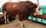 kurban-pazarinin-gozdesi-sampiyon-oldu-tam-1-ton-150-kilo-yukunde-iste-fiyati-AIHVB2q3.jpg