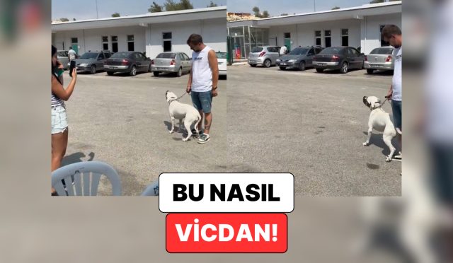 mersinde-bir-kopegin-kendisini-barinaga-birakan-sahibinin-gerisinden-agladigi-anlar-kalbinizi-acitacak-3Mg7fqDc.jpg