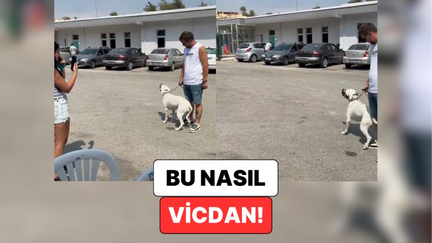 Mersin’de Bir Köpeğin Kendisini Barınağa Bırakan Sahibinin Gerisinden Ağladığı Anlar Kalbinizi Acıtacak