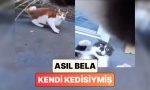 meskene-daima-yarali-gelen-kedisine-ne-oldugunu-anlamak-icin-kamera-takan-sahibi-asil-belanin-PfBujvei.jpg