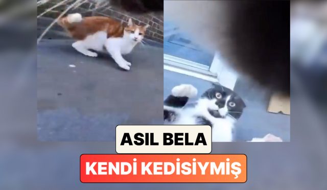 meskene-daima-yarali-gelen-kedisine-ne-oldugunu-anlamak-icin-kamera-takan-sahibi-asil-belanin-PfBujvei.jpg